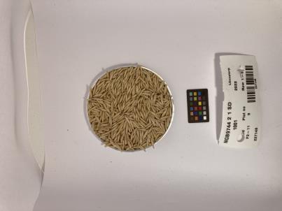Click for 1 image(s) for this accession. SEED